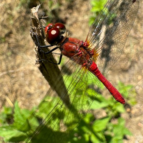 Blutrote Heidelibelle: Tier im Habitat Park in der NatureSpots App