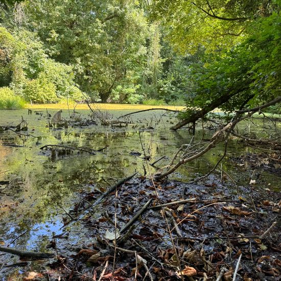 Landschaft: Süßwasser im Habitat Teich in der NatureSpots App