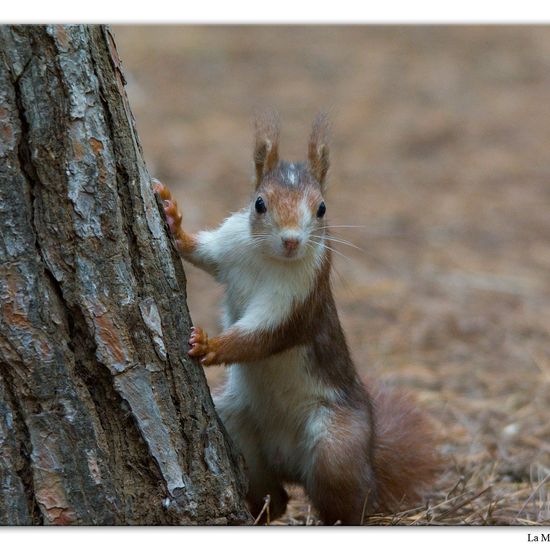 Red squirrel: Animal in habitat Mediterranean forest in the NatureSpots App