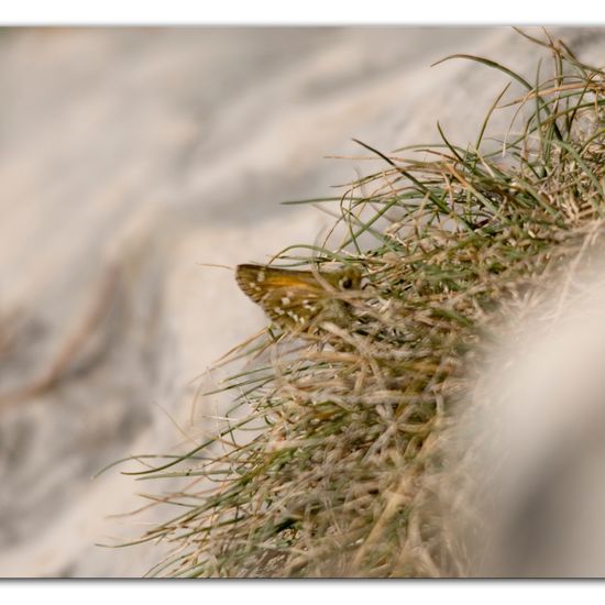 Komma-Dickkopffalter: Tier im Habitat Felsgebiet in der NatureSpots App