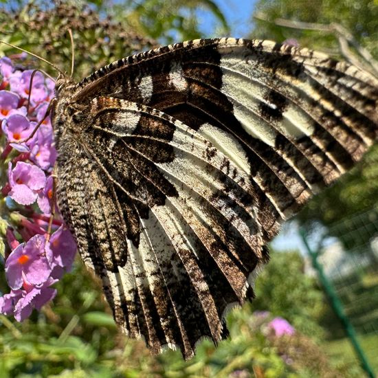 Weißer Waldportier: Tier im Habitat Garten in der NatureSpots App