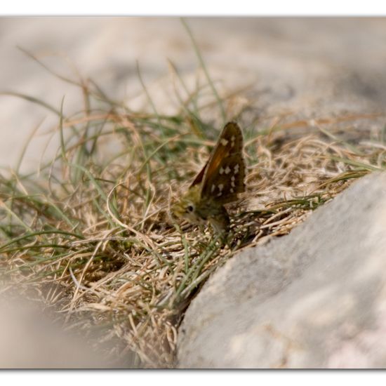 Hesperia comma: Animal in habitat Rock areas in the NatureSpots App