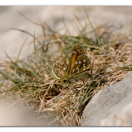 Komma-Dickkopffalter: Tier im Habitat Felsgebiet in der NatureSpots App