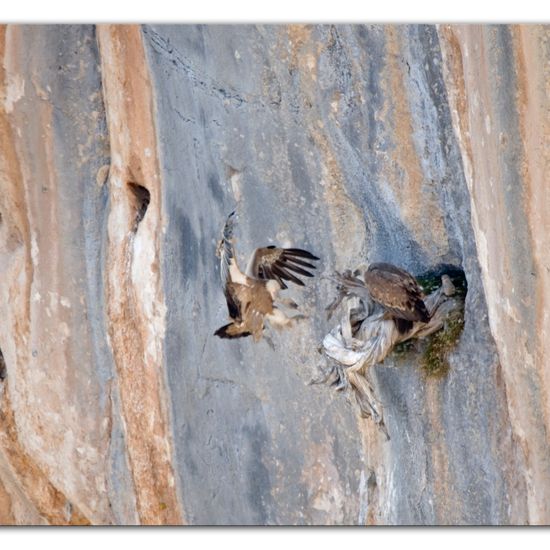 Gänsegeier: Tier im Habitat Felsgebiet in der NatureSpots App