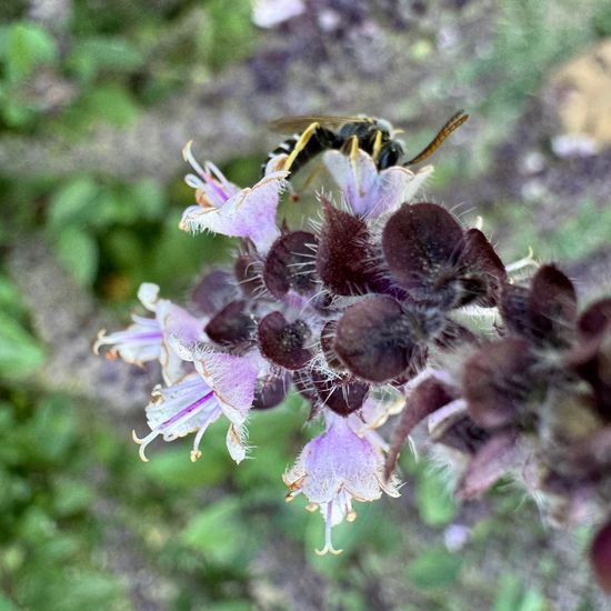 Basilikum: Pflanze in der Natur in der NatureSpots App