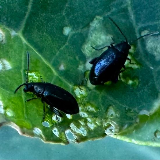 Phyllotreta nigripes: Tier im Habitat Garten in der NatureSpots App