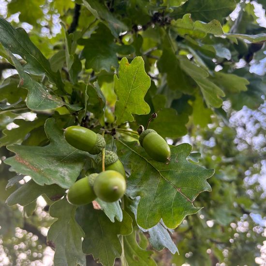 Quercus robur: Plant in habitat Park in the NatureSpots App