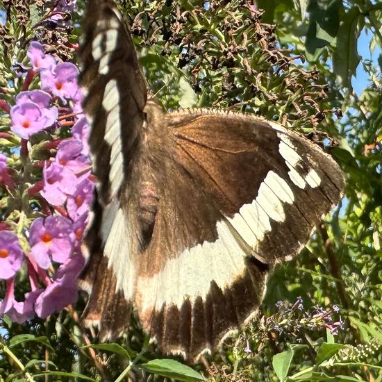 Weißer Waldportier: Tier im Habitat Garten in der NatureSpots App