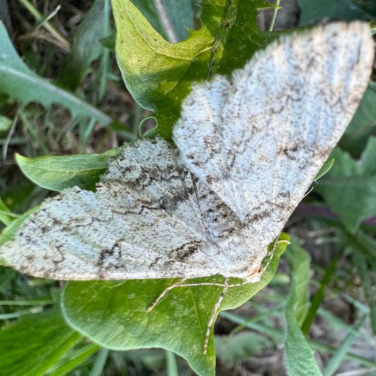 Schlehenhecken-Grauspanner: Tier im Habitat Halb-natürliches Grasland in der NatureSpots App