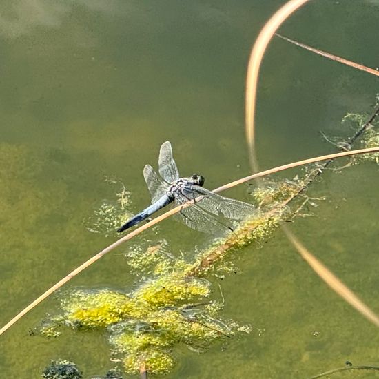 Black-tailed Skimmer: Animal in habitat City or Urban habitat in the NatureSpots App