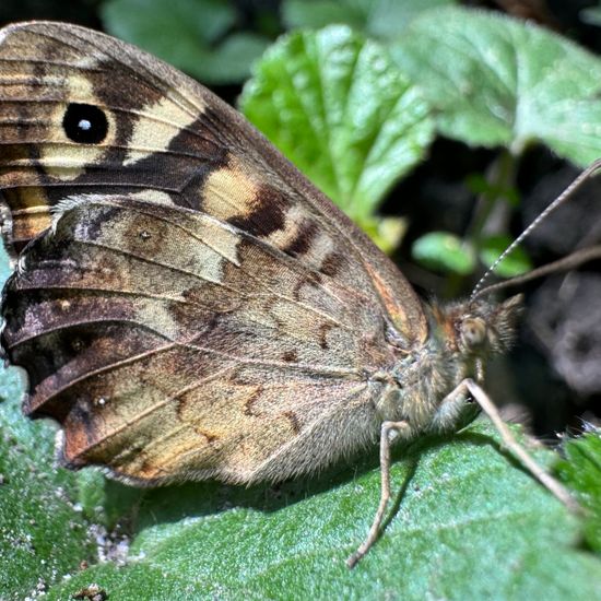 Speckled Wood: Animal in habitat Park in the NatureSpots App