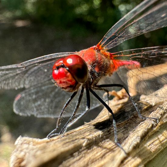 Sympetrum: Animal in habitat Park in the NatureSpots App