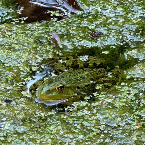 Teichfrosch: Tier im Habitat Süßwasser in der NatureSpots App