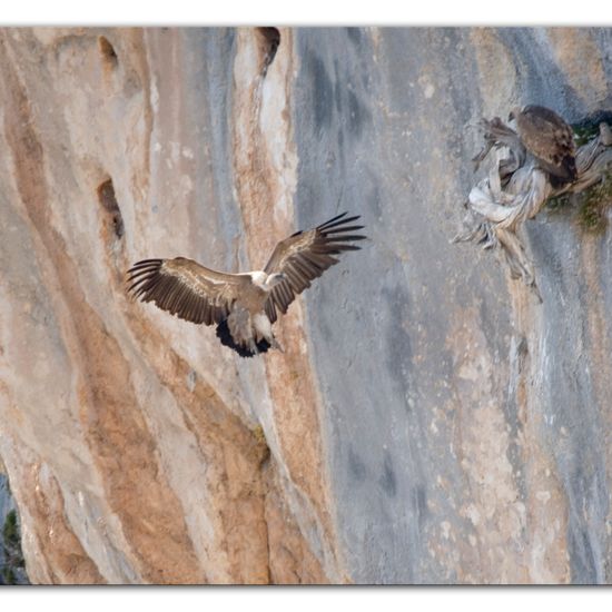 Griffon Vulture: Animal in habitat Rock areas in the NatureSpots App