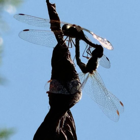 Heidelibellen: Tier im Habitat Park in der NatureSpots App