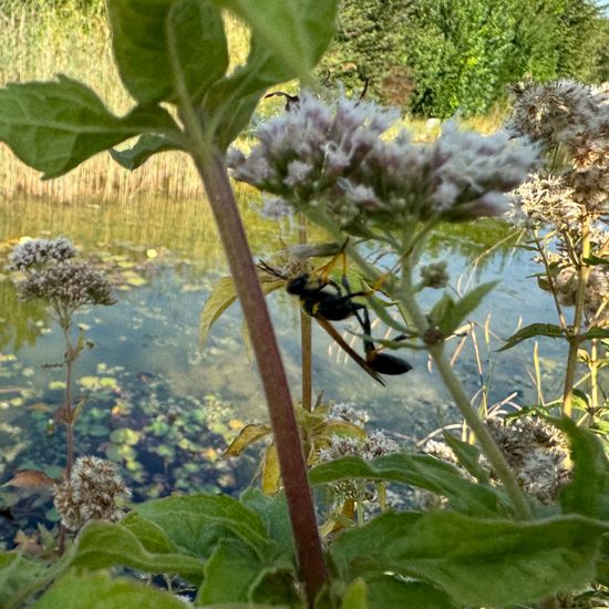 Sceliphron caementarium: Tier im Habitat Garten in der NatureSpots App