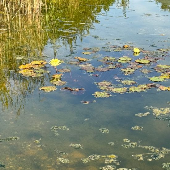 another species: Plant in habitat Pond in the NatureSpots App