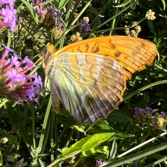 Argynnis paphia: Animal in habitat Garden in the NatureSpots App