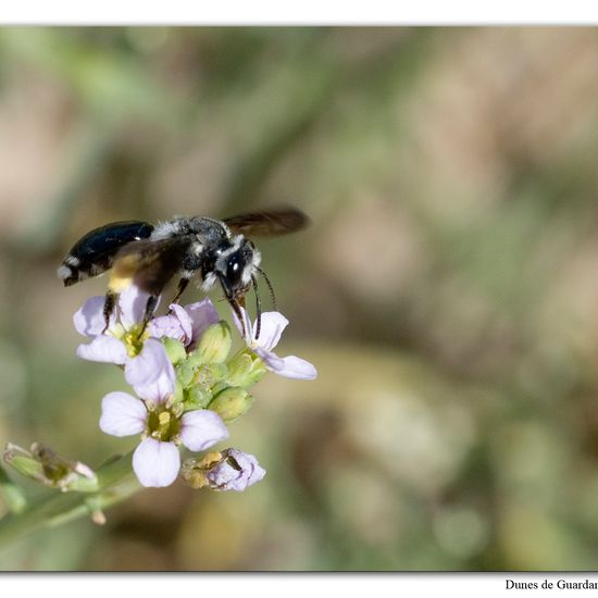 Senf-Blauschillersandbiene: Tier im Habitat Sandküste in der NatureSpots App