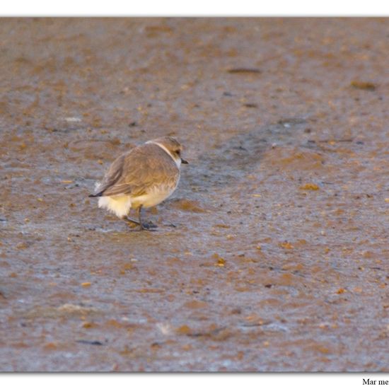 Common Ringed Plover: Animal in habitat Sandy coast in the NatureSpots App