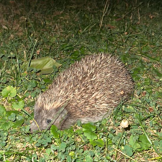 Braunbrustigel: Tier im Habitat Garten in der NatureSpots App