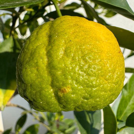 Citrus reticulata: Plant in habitat Garden in the NatureSpots App