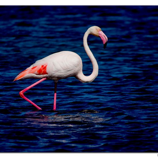 Greater Flamingo: Animal in habitat Sandy coast in the NatureSpots App