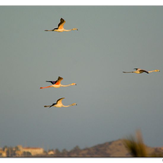 Greater Flamingo: Animal in habitat Sandy coast in the NatureSpots App