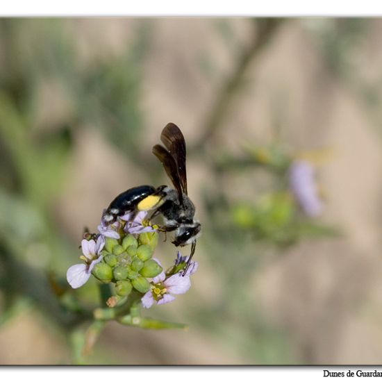 Senf-Blauschillersandbiene: Tier im Habitat Sandküste in der NatureSpots App