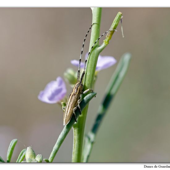 Weißstreifiger Distelbock: Tier im Habitat Sandküste in der NatureSpots App