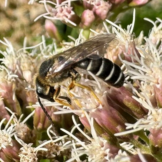 Halictus rubicundus: Animal in habitat Garden in the NatureSpots App