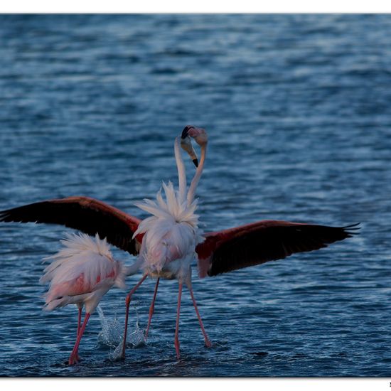 Greater Flamingo: Animal in habitat Sandy coast in the NatureSpots App