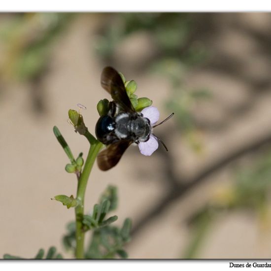 Senf-Blauschillersandbiene: Tier im Habitat Sandküste in der NatureSpots App