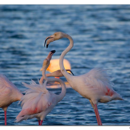 Greater Flamingo: Animal in habitat Sandy coast in the NatureSpots App