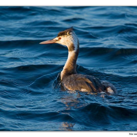 Great crested grebe: Animal in habitat Sandy coast in the NatureSpots App