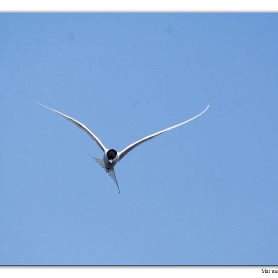 Sandwich Tern: Animal in habitat Sandy coast in the NatureSpots App