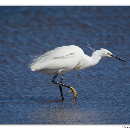 Little Egret: Animal in habitat Sandy coast in the NatureSpots App