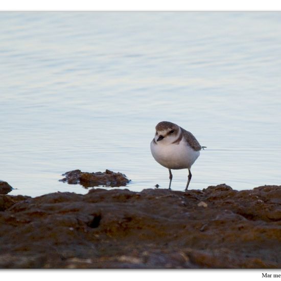 Common Ringed Plover: Animal in habitat Sandy coast in the NatureSpots App