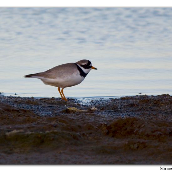 Sandregenpfeifer: Tier im Habitat Sandküste in der NatureSpots App