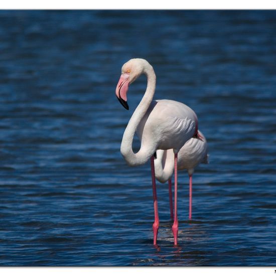 Greater Flamingo: Animal in habitat Sandy coast in the NatureSpots App