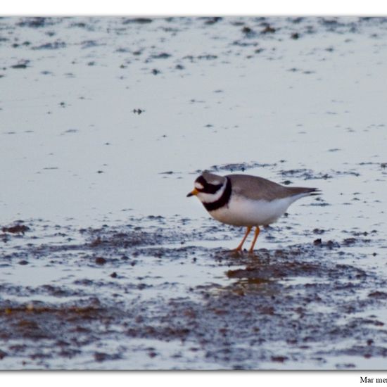 Common Ringed Plover: Animal in habitat Sandy coast in the NatureSpots App