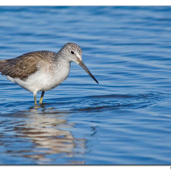 Common Greenshank: Animal in habitat Sandy coast in the NatureSpots App