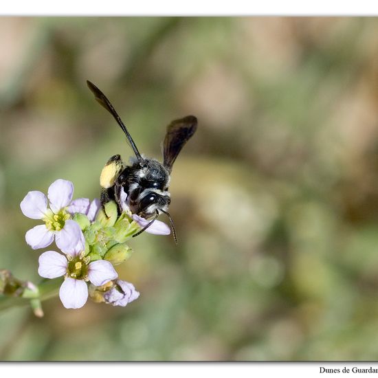 Senf-Blauschillersandbiene: Tier im Habitat Sandküste in der NatureSpots App