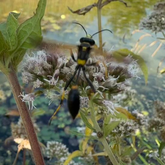 Sceliphron caementarium: Tier im Habitat Garten in der NatureSpots App