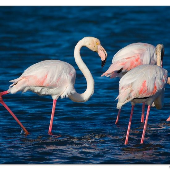 Greater Flamingo: Animal in habitat Sandy coast in the NatureSpots App