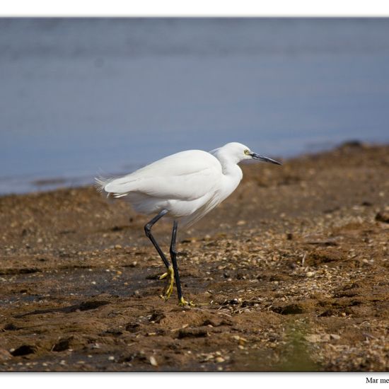 Little Egret: Animal in habitat Sandy coast in the NatureSpots App