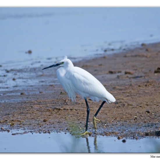 Little Egret: Animal in habitat Sandy coast in the NatureSpots App