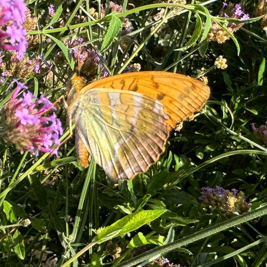 Argynnis paphia: Animal in habitat Garden in the NatureSpots App