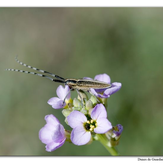 Weißstreifiger Distelbock: Tier im Habitat Sandküste in der NatureSpots App