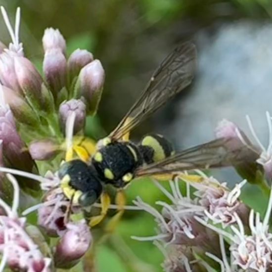 Bienenjagende Knotenwespe: Tier im Habitat Garten in der NatureSpots App